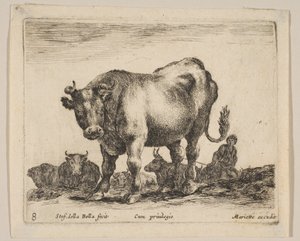 Plate 8: okse, fra 