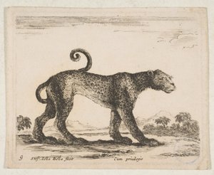 Plate 9: leopard, fra 