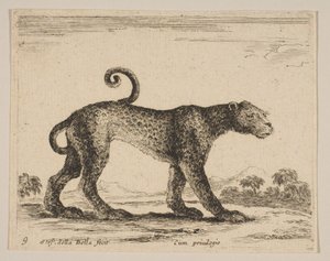 Plate 9: leopard, fra Diverse dyr Diversi animali, ca. 1641. av Stefano della Bella