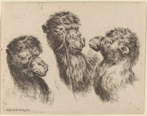 Tre kamelhoder av Stefano della Bella