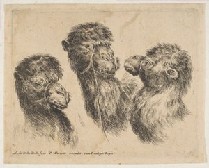 Tre kamelhoder, ca. 1641. av Stefano della Bella