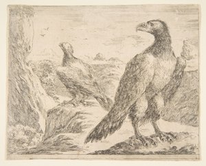 To ørner, fra Eagles Les aigles, ca. 1651. av Stefano della Bella