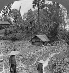 En grønnsakshage midt pagoder, Bhamo, Burma, 1908 av Stereo Travel Co