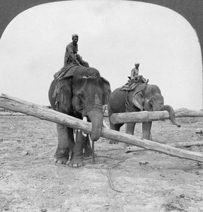 Elefanter som jobber i en trelastgård, Rangoon, Burma, 1908