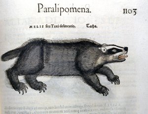 Grevling, illustrasjon fra 