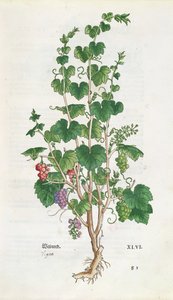 Grape Vine (Vitis Vinifera) botanisk tallerken fra De Historia Stirpium av Leonard Fuchs (1501-66) 1543 av Swiss School