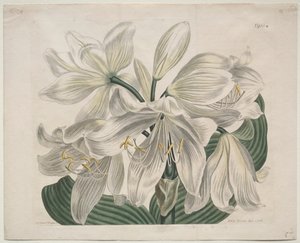 Det botaniske magasinet eller blomsterhagen vist: White Cape - Coast Lily, 1806. av Sydenham Teast Edwards