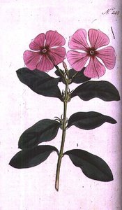 Periwinkle (Vinca rosea madagaskar), plate 248 fra William Curtis 