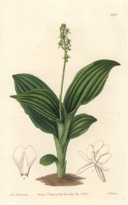 African Liparis Orchid - Water forte av S. Watts fra en illustrasjon av Sarah Anne Drake (1803-1857), fra Botanical Register av Sydenham Teast Edwards