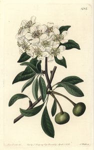 Mandelbladet pære - Mandelbladet pære, Pyrus amygdaliformis (Snøpære, Pyrus nivalis). Håndfarget kobberstikk av S. Watts etter en illustrasjon av Sarah Drake fra Sydenham Edwards