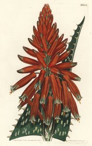 Aloe macule - Såpe eller sebraaloe, Aloe maculata (Flekkbladaloe, Aloe picta). Håndfarget kobberstikkgravering av F. Sansom Jr. etter en illustrasjon av Sydenham Edwards fra William Curtis 