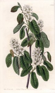 Amelanchier med orblader eller blomstret aroni - Plate gravert av S.Watts, fra en illustrasjon av Sarah Anne Drake (1803-1857), fra Botanical Register of Sydenham Edwards (1768-1819), England av Sydenham Teast Edwards