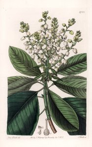 American Arbutus Tree - Gravert av S.Watts, fra en illustrasjon av Sarah Anne Drake (1803-1857), fra Botanical Register of Sydenham Edwards (1768-1819), England av Sydenham Teast Edwards