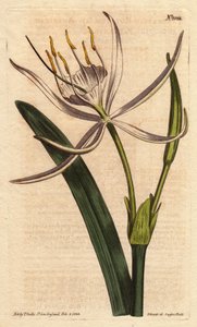 American pancratium har velduftende hvite blomster. Amerikansk pancratium med hvite duftende blomster. Pancratium rotatum. Håndfarget kobbergravering fra en botanisk illustrasjon av Sydenham Edwards fra William Curtis