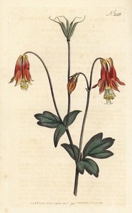 Ancolia du Canada - kanadisk akeie. Aquilegia canadensis. Håndfarget kobberstikk av Sansom etter en illustrasjon av Sydenham Edwards fra William Curtis
