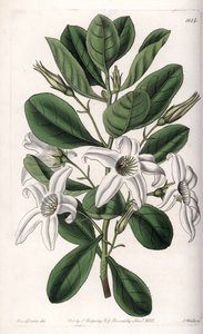 Anthocercis variete, hjemmehørende i Australia - Plate gravert av S.Watts, fra en illustrasjon av Sarah Anne Drake (1803-1857), fra Botanical Register of Sydenham Edwards (1768-1819), England av Sydenham Teast Edwards