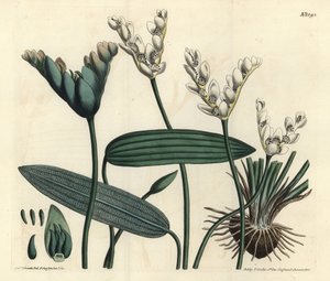 Aponogeton duftende - Cap-pondweed, Aponogeton distachyos (Forked-flowered aponogeton, Aponogeton distachyon). Håndfarget kobberstikk av F. Sansom Jr. etter en illustrasjon av Sydenham Edwards fra William Curtis' Botanical Magazine, T. Curtis, av Sydenham Teast Edwards