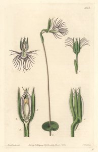 Araignee orchid, hjemmehørende i Sør-Afrika - Strong water av S. Watts fra en illustrasjon av Sarah Anne Drake (1803-1857), fra Botanical Register av Sydenham Teast Edwards