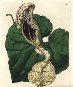 Aristoloche variete - Båtblomstret fødselart, Aristolochia cymbifera. Håndfarget kobberstikk av S. Watts etter en illustrasjon av Miss Sarah Drake fra Sydenham Edwards' Botanical Register, Ridgeway, London av Sydenham Teast Edwards