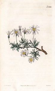 Aster acre - Busk aster, Felicia fruticosa (Shrubby starwort, Aster fruticulosus). Håndfarget kobberstikk av Weddell etter en illustrasjon av Sydenham Edwards fra Samuel Curtis