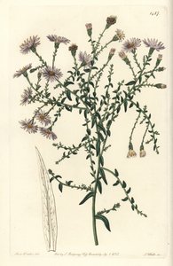 Aster variete - New York aster, Symphyotrichum dumosum (Coris-leaved starwort, Aster coridifolius). Håndfarget kobberstikk av S. Watts etter en illustrasjon av Sarah Drake fra Sydenham Edwards' Botanical Register, Ridgeway, London av Sydenham Teast Edwards