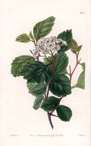 Aubepin eller hvit torn, hjemmehørende i Nord-Amerika - Gravert av S.Watts, fra en illustrasjon av Sarah Anne Drake (1803-1857), fra Botanical Register of Sydenham Edwards (1768-1819), England av Sydenham Teast Edwards