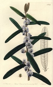Australsk hovea busksort - Shaggy hovea, Hovea villosa. Håndkolorert kobberstikk av S. Watts etter en illustrasjon av J.T. Hart fra Sydenham Edwards 