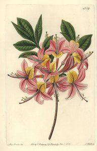 Azalee pontic yellow - Gul azalea, Rhododendron luteum (Changeable Pontic azalea, Azalea pontica versicolor). Håndfarget kobberstikk av S. Watts etter en illustrasjon av Miss Sarah Drake fra Sydenham Edwards