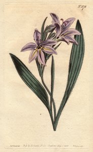 Bavianblomst med søt parfyme, med syrinblomster bleke. Søtduftende babiana med bleke syrinblomster. Babiana plicata. Håndfarget kobberstikk fra en botanisk illustrasjon av Sydenham Edwards fra William Curtis' "" Botanical Magazine"" av Sydenham Teast Edwards