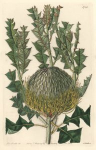 Banksia speciosa, opprinnelig fra Australia - S. Watts sterkt vann fra en illustrasjon av Sarah Anne Drake (1803-1857), fra Botanical Register av Sydenham Teast Edwards