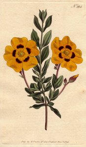 Vakker cist har knallgule blomster dekorert med crimson. Vakker cistus med levende gule blomster dekorert med crimson. Cistus formosus. Håndfarget kobberstikk fra en botanisk illustrasjon av Sydenham Edwards fra William Curtiss " av Sydenham Teast Edwards