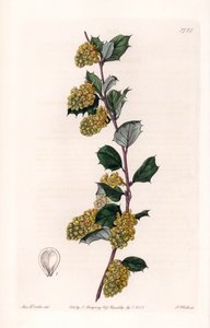 Berberis - Plate gravert av S.Watts, fra en illustrasjon av Sarah Anne Drake (1803-1857), fra Botanical Register of Sydenham Edwards (1768-1819), England av Sydenham Teast Edwards