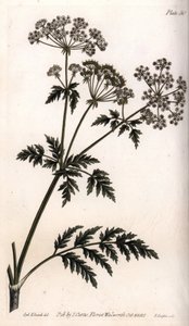 Stor hemlock. Farget kobberstikk, illustrasjon av Sydenham Edwards (1768-1819) for Conferences of Botanical, Botanical Garden of Lambeth (England) av Sydenham Teast Edwards