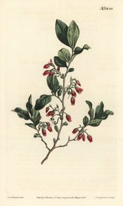 Svart huckleberry, Gaylussacia baccata (rødblomstret klamme bær, Vaccinium resinosum) - Håndfarget kobberstikk av F. Sansom Jr. etter en illustrasjon av Sydenham Edwards fra William Curtis