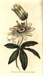 Blå Passiflora - Vanlig pasjonsblomst, Passiflora caerulea. Håndfarget kobberstikk etter en botanisk illustrasjon av Sydenham Edwards fra William Curtis