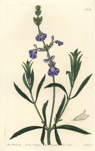 Blåsalvie - gresssalvie, Salvia azurea (Smalbladet salvie, Salvia angustifolia). Håndfarget kobberstikk av S. Watts etter en illustrasjon av Miss Sarah Drake fra Sydenham Edwards