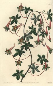 Bolivias kapusiner - Fembladet tropaeoleum, Tropaeoleum pentaphyllum. Håndfarget kobberstikk av S. Watts etter en illustrasjon av Miss Sarah Drake fra Sydenham Edwards' Botanical Register, Ridgeway, London av Sydenham Teast Edwards