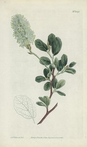 Botanisk gravering av Sydenham Teast Edwards