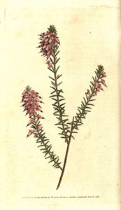 Bruyere carnee, Bruyere farge på kjøtt, Bruyere av snøen eller Bruyere of the Alps - Urteaktig lynghei, Erica herbacea. Håndfarget kobberstikk etter en botanisk illustrasjon av Sydenham Edwards fra William Curtis