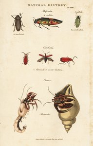 Bupreste et pagure (bernard l'eremitt) - Juvelbiller, Buprestis ocellata, scarlet cantharis og vanlig eremittkrabbe, Pagurus bernhardus (Cancer bernardus). Håndfarget kobberstikk etter Sydenham Edwards fra John Mason Goods Pantologia, a New av Sydenham Teast Edwards