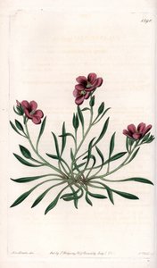 Calandrinia variete, innfødt i Amerika - Plate gravert av S.Watts, fra en illustrasjon av Sarah Anne Drake (1803-1857), fra Botanical Register of Sydenham Edwards (1768-1819), England av Sydenham Teast Edwards