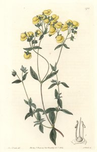Calceolaire eller liten tøffel eller veske av dame, hjemmehørende i Chile - Water forte av S. Watts fra en illustrasjon av Sarah Anne Drake (1803-1857), fra Botanical Register av Sydenham Teast Edwards