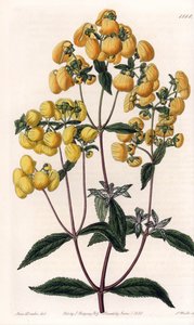 Calceolaire rugosa - Plate gravert av S.Watts, basert på en illustrasjon av Sarah Anne Drake (1803-1857), fra Botanical Register of Sydenham Edwards (1768-1819), England av Sydenham Teast Edwards