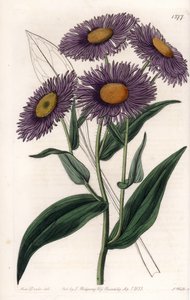 California Erigeron - Plate gravert av S.Watts, fra en illustrasjon av Sarah Anne Drake (1803-1857), fra Botanical Register of Sydenham Edwards (1768-1819), England av Sydenham Teast Edwards
