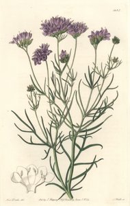 California Gilia - S. Watts Strong Water fra en illustrasjon av Sarah Anne Drake (1803-1857), fra Botanical Register av Sydenham Teast Edwards