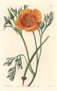 California valmue eller amerikansk valmue - S. Watts sterkt vann fra en illustrasjon av Sarah Anne Drake (1803-1857), fra Botanical Register av Sydenham Teast Edwards