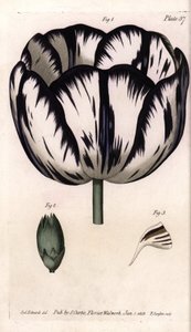Calisse av tulipan- og nellikgirofle eller nellikeblomsterister. Farget kobberstikk, illustrasjon av Sydenham Edwards (1768-1819) for Conferences of Botanical, Botanical Garden of Lambeth (England) av Sydenham Teast Edwards