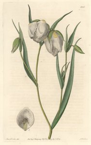 Calochorte (mariposa) eller hvitblomstret cyclobothre, hjemmehørende i California - S. Watts sterkt vann fra en illustrasjon av Sarah Anne Drake (1803-1857), fra Botanical Register av Sydenham Teast Edwards