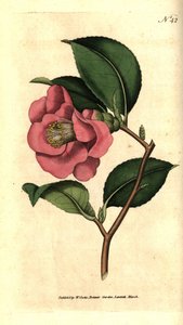 Camelia fra Japan - Rose camellia, Camellia japonica. Håndfarget kobberstikk etter en botanisk illustrasjon av James Sowerby fra William Curtis' The Botanical Magazine, Lambeth Marsh, London av Sydenham Teast Edwards