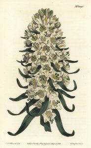 Campanula har vakre blomster - Pyreneisk klokkeblomst, Campanula speciosa (Langpigget klokkeblomst, Campanula thyrsoidea). Håndfarget kobberstikk av F. Sansom Jr. etter en illustrasjon av Sydenham Edwards fra William Curtis' Botanical Magazine, av Sydenham Teast Edwards
